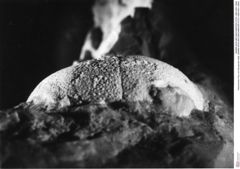 Historisches Foto von Decapoda indet. (NHMW-AFW-GEO-BACHMAYER-FOTO-1990-0041-3564)
